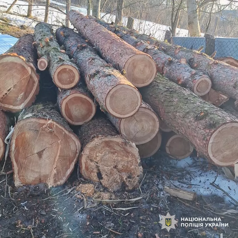 Незаконна вирубка в заповіднику: підприємці заробили майже 5 мільйонів на знищенні природи в Тернопільській області