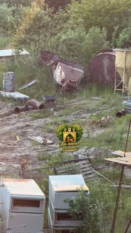 Міська фауна: Лисячі прогулянки у Львівських дворах