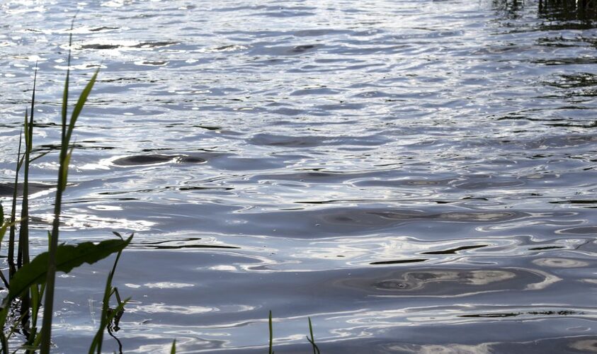 Таємничі глибини Львівських озер: очевидці повідомляють про появу велетенської риби (ВІДЕО)