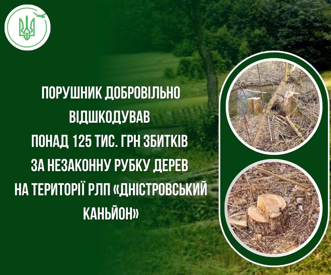 Бучанський рубака відшкодував понад 125 тис грн збитків за незаконну вирубку лісу