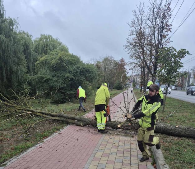 Падіння каштанів на Тернопільській дамбі: міська влада вживає заходів безпеки